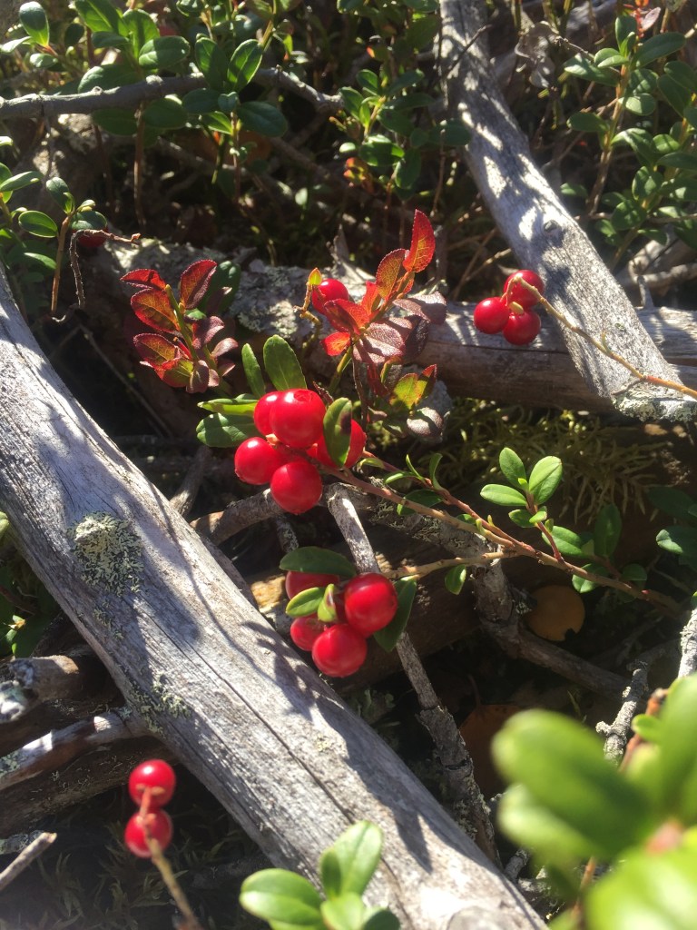 Lingonberries  Vaccinium vitis-idaea